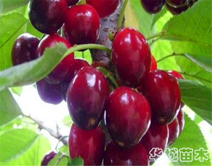 櫻桃苗新品種 魯櫻3號櫻桃苗